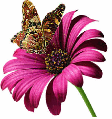 Motylek na fioletowym gerberze